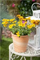 Bidens ferulifolia 'BeeDance'® - Goldmarie 'BeeDance'®