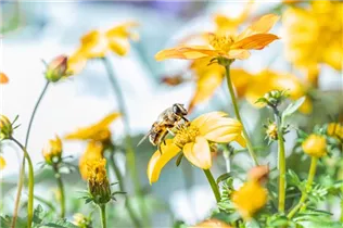 Bidens ferulifolia 'BeeDance'® - Goldmarie 'BeeDance'®