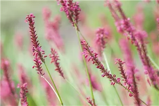 Bistorta amplexicaulis - Kerzenknöterich