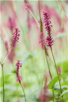 Bistorta amplexicaulis - Kerzenknöterich