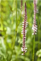 Bistorta amplexicaulis - Kerzenknöterich