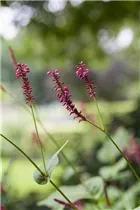 Bistorta amplexicaulis 'Speciosa' - Garten-Kerzenknöterich 'Speciosa' Bistorta amplexicaulis 'Speciosa' - Garten-Kerzenknöterich 'Speciosa'