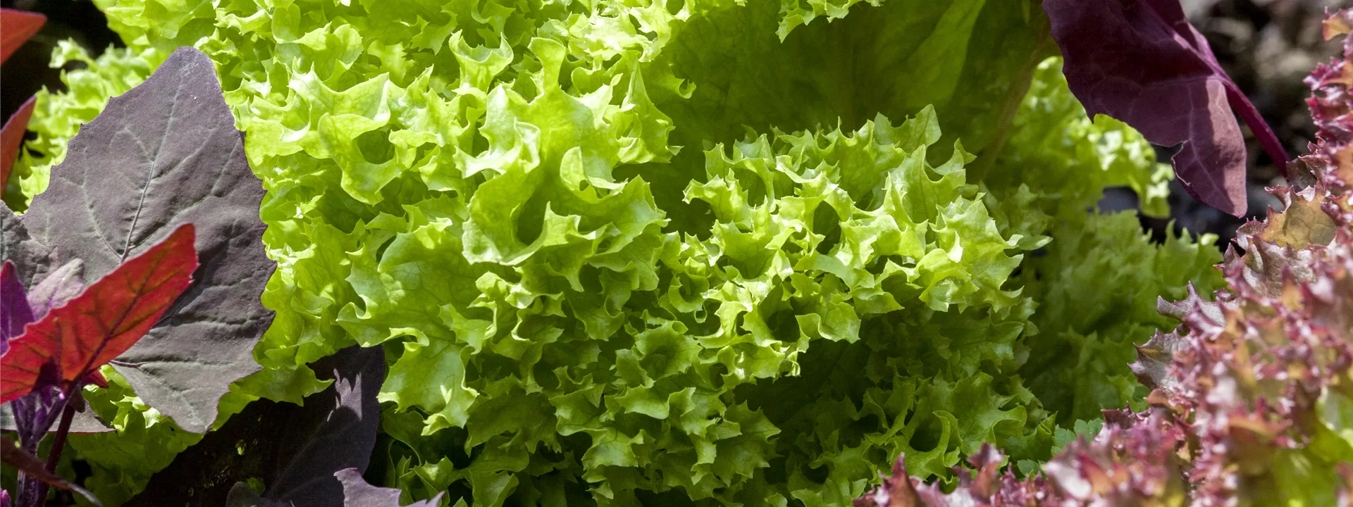 Lactuca sativa var Lactuca sativa var