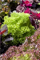 Lactuca sativa var. crispa 'Lollo bionda' - Blatt-Salat 'Lollo bionda' Lactuca sativa var. crispa 'Lollo bionda' - Blatt-Salat 'Lollo bionda'