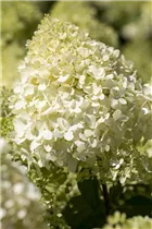 Hydrangea paniculata - Rispenhortensie Hydrangea paniculata - Rispenhortensie