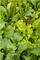 Blattgemüse - Blattgemüse Blattgemüse - Blattgemüse