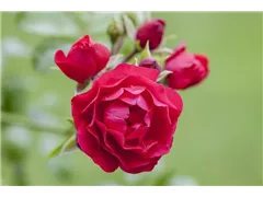 Bodendeckerrose - Bodendeckerrose Bodendeckerrose - Bodendeckerrose