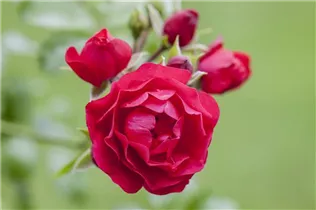Bodendeckerrose - Bodendeckerrose Bodendeckerrose - Bodendeckerrose