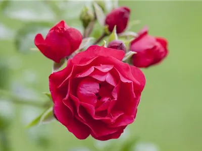 Bodendeckerrose - Bodendeckerrose Bodendeckerrose - Bodendeckerrose