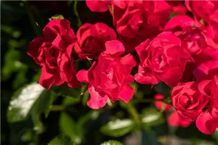 Bodendeckerrose - Bodendeckerrose Bodendeckerrose - Bodendeckerrose