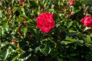 Bodendeckerrose - Bodendeckerrose Bodendeckerrose - Bodendeckerrose