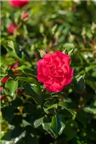 Bodendeckerrose - Bodendeckerrose Bodendeckerrose - Bodendeckerrose