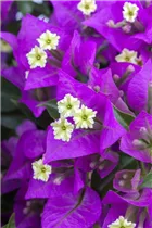 Bougainvillea glabra 'Sanderiana' - Bougainvillee 'Sanderiana' Bougainvillea glabra 'Sanderiana' - Bougainvillee 'Sanderiana'