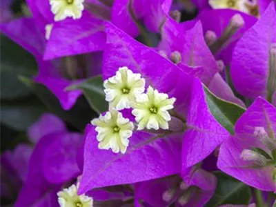 Bougainvillea glabra 'Sanderiana' - Bougainvillee 'Sanderiana' Bougainvillea glabra 'Sanderiana' - Bougainvillee 'Sanderiana'