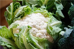 Brassica oleracea var. botrytis - Blumenkohl Brassica oleracea var. botrytis - Blumenkohl
