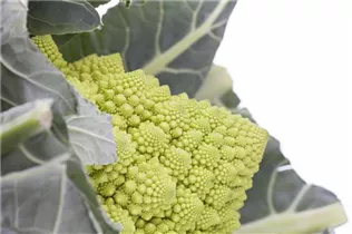 Brassica oleracea var. botrytis - Blumenkohl Brassica oleracea var. botrytis - Blumenkohl