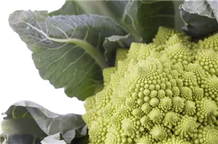 Brassica oleracea var. botrytis - Blumenkohl Brassica oleracea var. botrytis - Blumenkohl