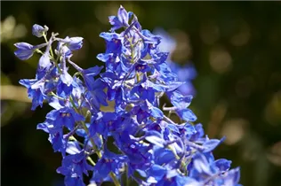 Delphinium x cultorum - Englischer Garten-Rittersporn Delphinium x cultorum - Englischer Garten-Rittersporn