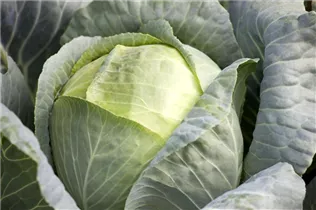 Brassica oleracea var. capitata f. alba - Weißkohl