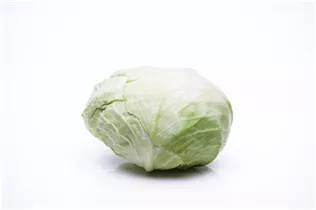 Brassica oleracea var. capitata f. alba - Weißkohl