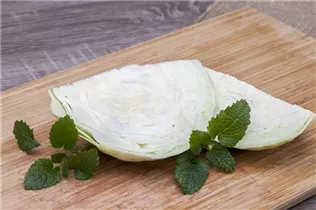 Brassica oleracea var. capitata f. alba - Weißkohl