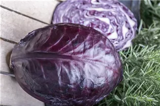 Brassica oleracea var. capitata f. rubra - Rotkohl