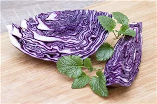 Brassica oleracea var. capitata f. rubra - Rotkohl