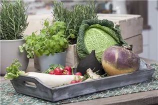 Brassica oleracea var. capitata var. sabauda - Wirsingkohl