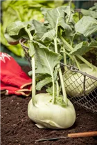 Brassica oleracea var. gongylodes - Kohlrabi Brassica oleracea var. gongylodes - Kohlrabi