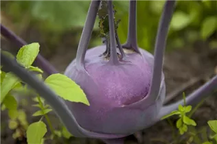 Brassica oleracea var. gongylodes - Kohlrabi Brassica oleracea var. gongylodes - Kohlrabi