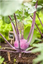 Brassica oleracea var. gongylodes - Kohlrabi Brassica oleracea var. gongylodes - Kohlrabi