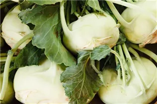 Brassica oleracea var. gongylodes - Kohlrabi Brassica oleracea var. gongylodes - Kohlrabi