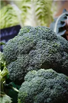 Brassica oleracea var. italica - Broccoli Brassica oleracea var. italica - Broccoli