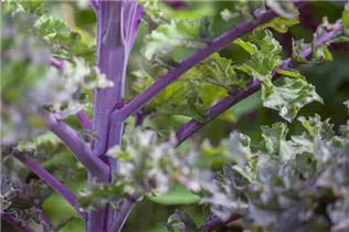 Brassica oleracea var. sabellica - Grünkohl Brassica oleracea var. sabellica - Grünkohl