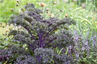 Brassica oleracea var. sabellica - Grünkohl Brassica oleracea var. sabellica - Grünkohl
