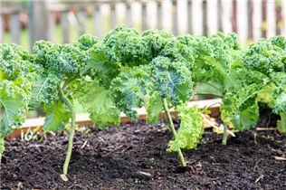 Brassica oleracea var. sabellica - Grünkohl Brassica oleracea var. sabellica - Grünkohl