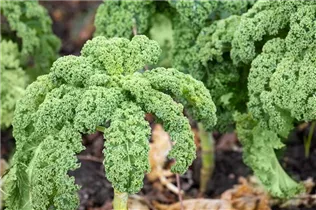 Brassica oleracea var. sabellica - Grünkohl Brassica oleracea var. sabellica - Grünkohl