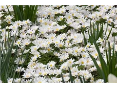 Anemone blanda 'White Splendour' - Garten-Strahlen-Windröschen 'White Splendour' Anemone blanda 'White Splendour' - Garten-Strahlen-Windröschen 'White Splendour'