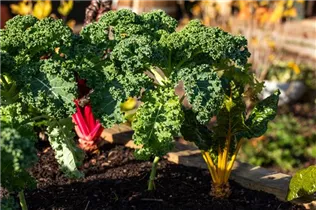Brassica oleracea var. sabellica - Grünkohl Brassica oleracea var. sabellica - Grünkohl