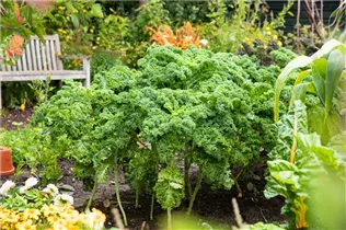 Brassica oleracea var. sabellica - Grünkohl Brassica oleracea var. sabellica - Grünkohl