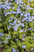 Brunnera macrophylla - Kaukasus-Vergissmeinnicht Brunnera macrophylla - Kaukasus-Vergissmeinnicht