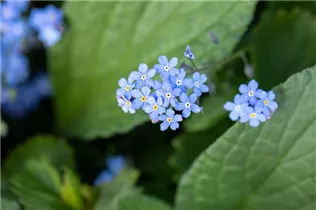 Brunnera macrophylla - Kaukasus-Vergissmeinnicht Brunnera macrophylla - Kaukasus-Vergissmeinnicht