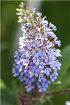 Buddleja davidii BUZZ™ 'Improved Sky Blue' - Schmetterlingsflieder BUZZ™ 'Improved Sky Blue'