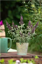 Buddleja BUZZ™ - Zwergsommerflieder BUZZ™