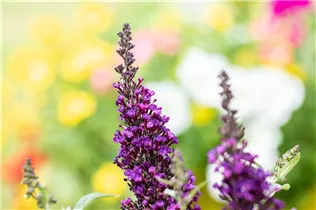 Buddleja BUZZ™ - Zwergsommerflieder BUZZ™