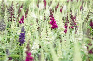 Buddleja BUZZ™ - Zwergsommerflieder BUZZ™