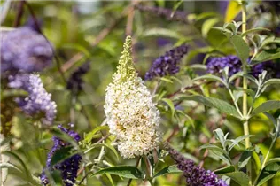 Buddleja BUZZ™ - Zwergsommerflieder BUZZ™