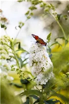 Buddleja davidii - Sommerflieder Buddleja davidii - Sommerflieder