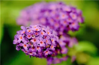 Buddleja davidii - Sommerflieder Buddleja davidii - Sommerflieder