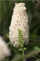 Buddleja davidii - Sommerflieder Buddleja davidii - Sommerflieder